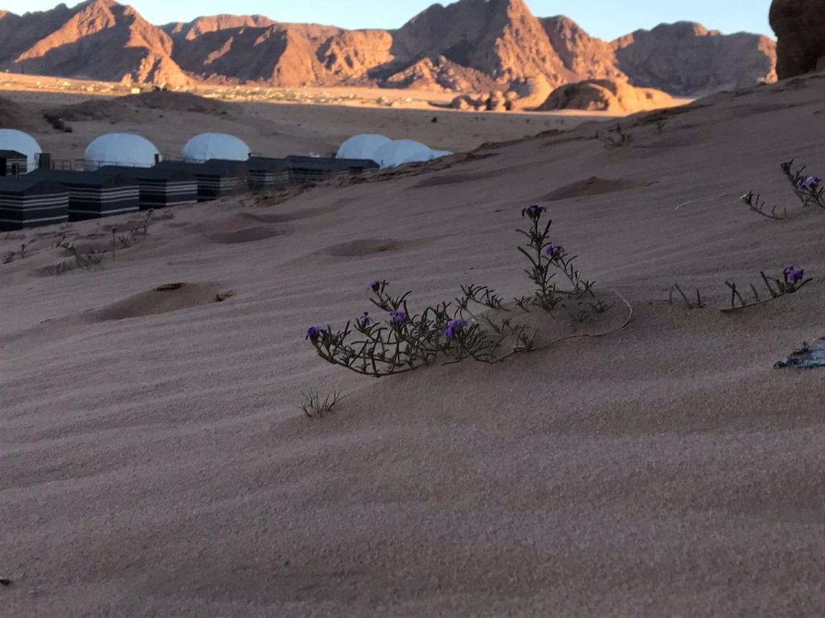 Oryx Camp Hotel Wadi Rum Ngoại thất bức ảnh